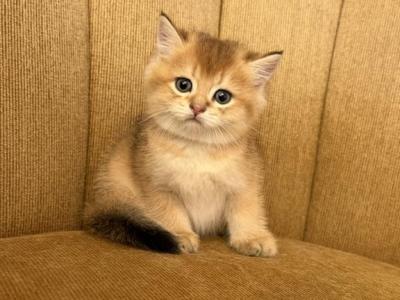 Cute Male Scottish Straight Kitten - Scottish Straight - Gallery Photo #1