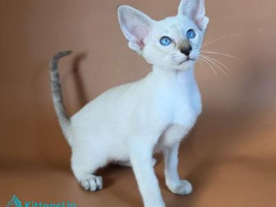 Tori - Siamese - Gallery Photo #1