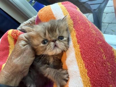 Chocolate Tabby Persian - Persian - Gallery Photo #1