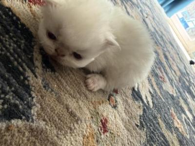 Persian White Kittens - Persian - Gallery Photo #1
