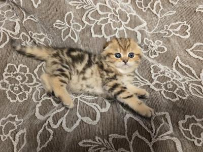 Elvira - Scottish Straight - Gallery Photo #1