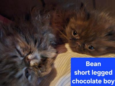 Bean - Munchkin - Gallery Photo #1