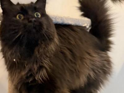 Spooky - Maine Coon - Gallery Photo #1