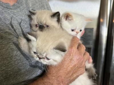 CFA Exotic Shorthair - Exotic - Gallery Photo #1