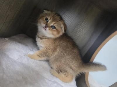 Leo - Scottish Fold - Gallery Photo #1