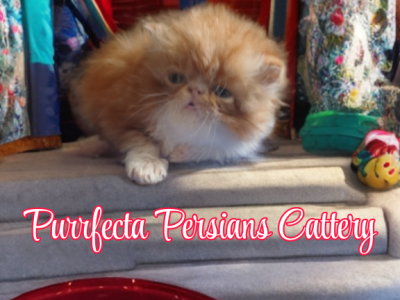 Cfa Red Tabby And White Male Kitten - Persian - Gallery Photo #1