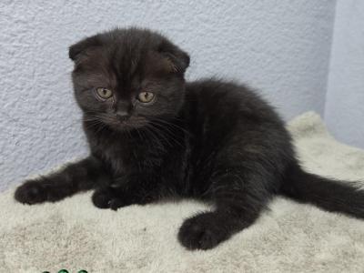 Oliver - Scottish Fold - Gallery Photo #1