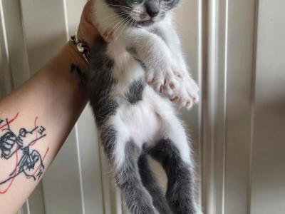 Mix Kitten Here Ready - Maine Coon - Gallery Photo #1