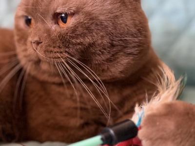 DONUT - British Shorthair - Gallery Photo #1