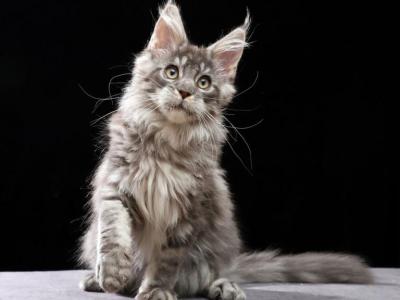 Maine Coon European Lines - Maine Coon - Gallery Photo #1