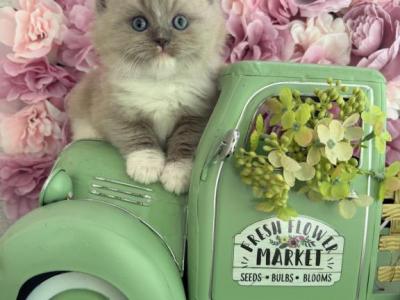 Halo Spring Litter - Ragdoll - Gallery Photo #1