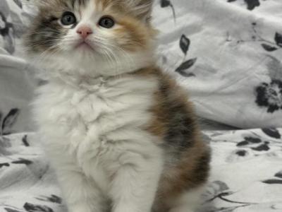 Kelly Kitten Mix Maine Coon & Ragdoll - Ragdoll - Gallery Photo #1