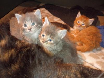 Rex Luna Riley Monte - Maine Coon - Gallery Photo #1