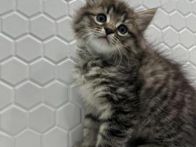 Kitten Barbos Mix Maine Coon & Ragdoll - Maine Coon - Gallery Photo #1