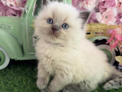 Peppermint Spring Litter - Ragdoll - Gallery Photo #1