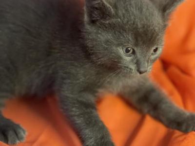 Fabio - Russian Blue - Gallery Photo #1