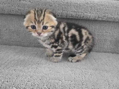 Luna - Scottish Fold - Gallery Photo #1