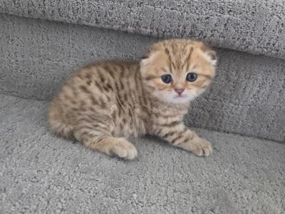 Amber - Scottish Fold - Gallery Photo #1