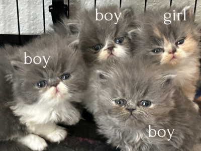 Snowball's 2nd Litter - Persian - Gallery Photo #1