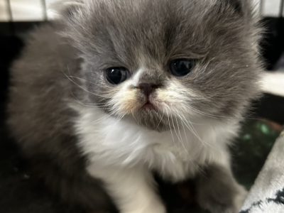 Chuck - Persian - Gallery Photo #1