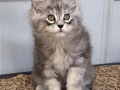 BYERS - Maine Coon - Gallery Photo #1