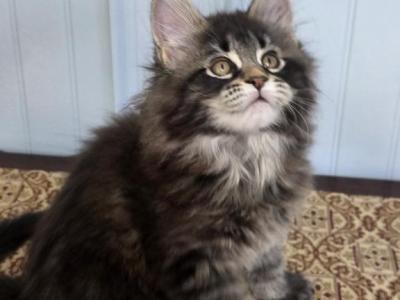 MAXINE - Maine Coon - Gallery Photo #1