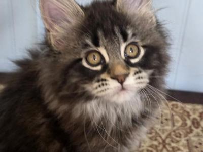 MAXINE - Maine Coon - Gallery Photo #1