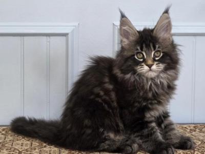 MAXINE - Maine Coon - Gallery Photo #1