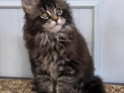 MAXINE - Maine Coon - Gallery Photo #1