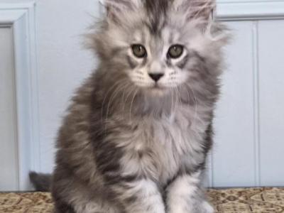 ELEVEN - Maine Coon - Gallery Photo #1