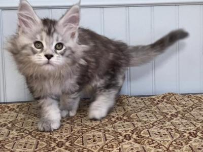 ELEVEN - Maine Coon - Gallery Photo #1