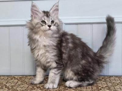 ELEVEN - Maine Coon - Gallery Photo #1