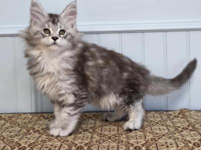 ELEVEN - Maine Coon - Gallery Photo #1