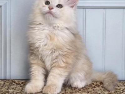 HOPPER - Maine Coon - Gallery Photo #1