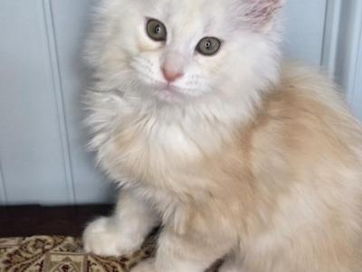 HOPPER - Maine Coon - Gallery Photo #1