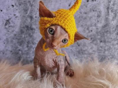 Sphynx Babies - Sphynx - Gallery Photo #1
