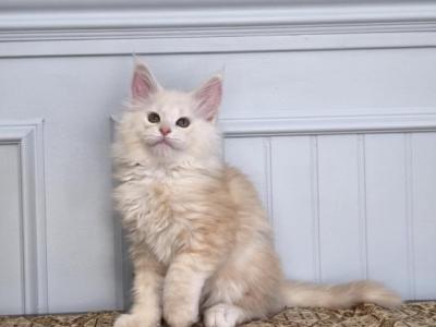 HOPPER - Maine Coon - Gallery Photo #1