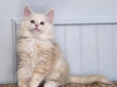 HOPPER - Maine Coon - Gallery Photo #1
