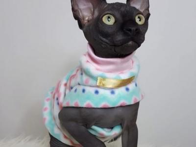 Shadow - Sphynx - Gallery Photo #1