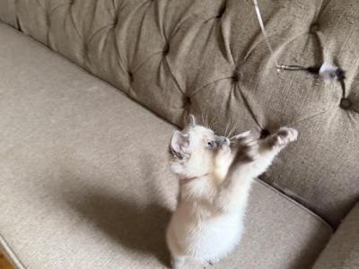 Red Boy - Ragdoll - Gallery Photo #1