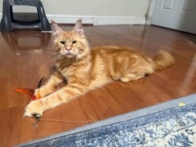 StarcoonBostonRosie - Maine Coon - Gallery Photo #1