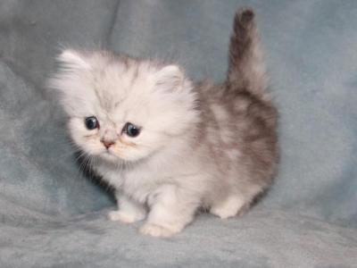 PAWS Shaded Silver Persian Male Persian Kitten - Persian - Gallery Photo #1