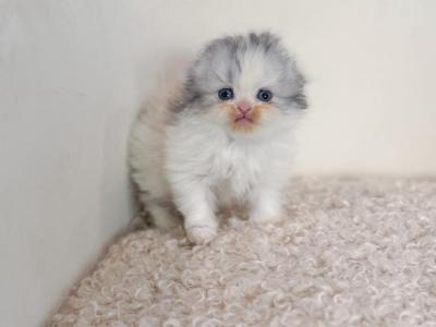 Scottish Fold Longhair Dilute Calico Girl - Scottish Fold - Gallery Photo #1
