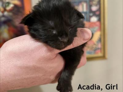 Acadia - Maine Coon - Gallery Photo #1