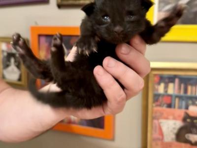 Moose - Maine Coon - Gallery Photo #1