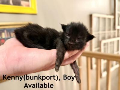 Kenny Bunkport - Maine Coon - Gallery Photo #1