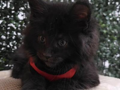 Liam - Maine Coon - Gallery Photo #1