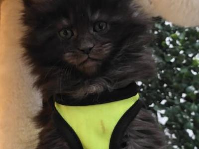 Yamir  Black Smoke Polydactyl Boy - Maine Coon - Gallery Photo #1