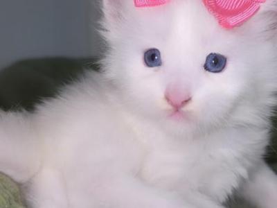 Gabrielle Blue Eyes - Maine Coon - Gallery Photo #1