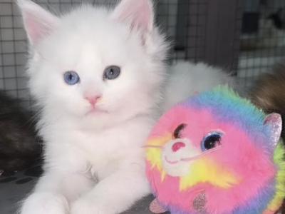 Coral Odd Eyed White Female - Maine Coon - Gallery Photo #1